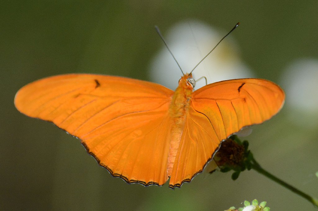 092 2015-01170757 Loxahatchee NWR, FL.JPG - Julia Heliconian (Dryas julia). Butterfly. Loxahatchee National Wildlife Refuge, FL, 1-17-2015